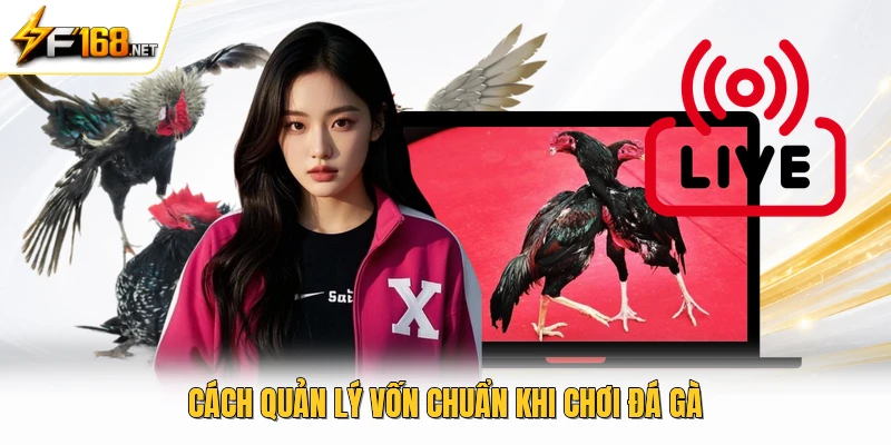Cách quản lý vốn chuẩn khi chơi đá gà 