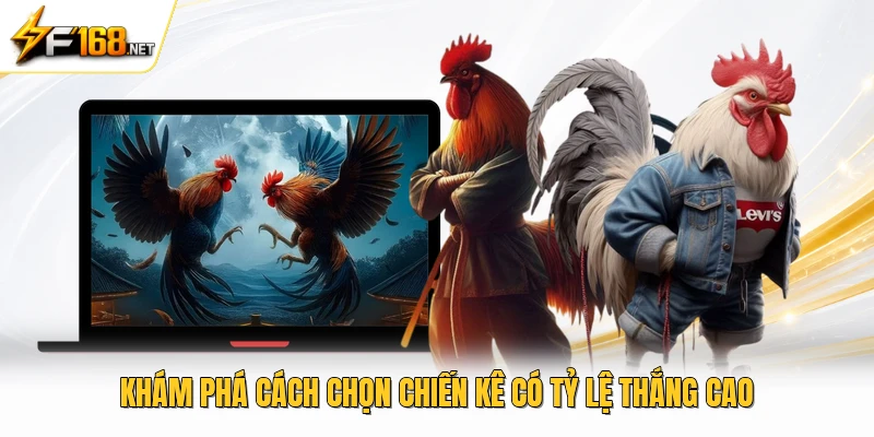 Khám phá cách chọn chiến kê có tỷ lệ thắng cao