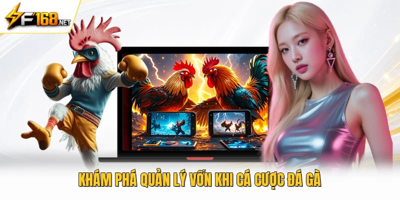 Khám phá quản lý vốn khi cá cược đá gà