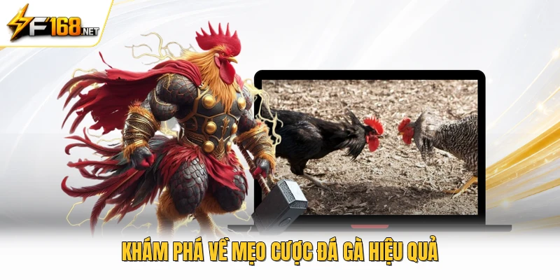 Khám phá về mẹo cược đá gà hiệu quả