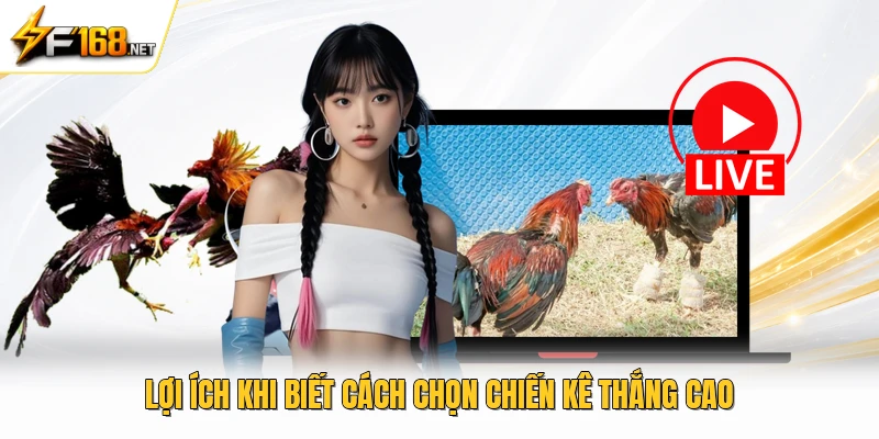 Lợi ích khi biết cách chọn chiến kê thắng cao