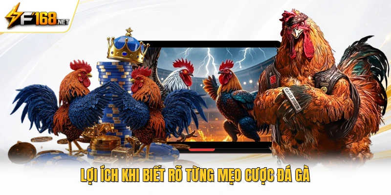 Lợi ích khi biết rõ từng mẹo cược đá gà