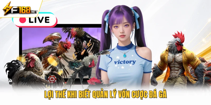 Lợi thế khi biết quản lý vốn cược đá gà 