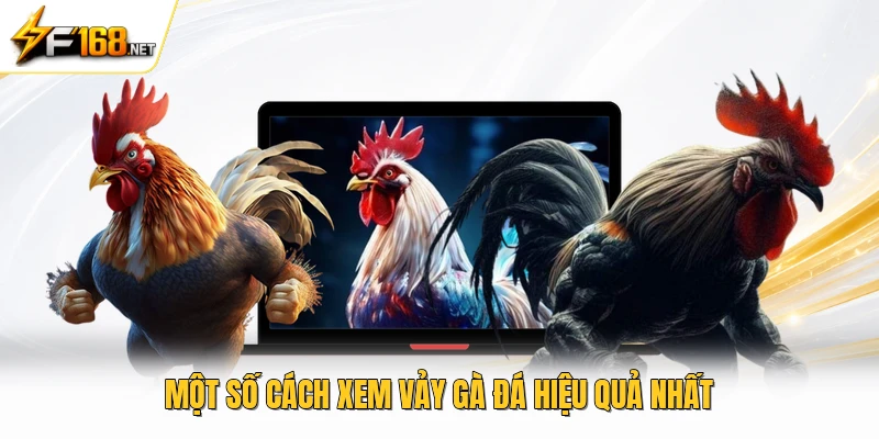 Một số cách xem vảy gà đá hiệu quả nhất 