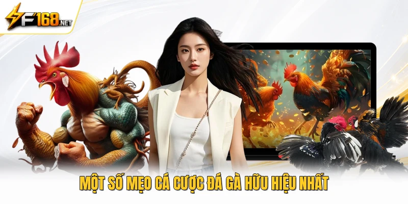 Một số mẹo cá cược đá gà hữu hiệu nhất 