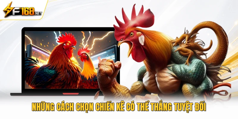 Những cách chọn chiến kê có thể thắng tuyệt đối